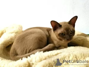 Additional photos: english burmese kittens