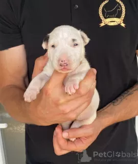 Additional photos: Standard bull terrier puppies