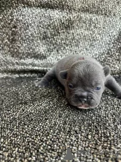 Photo №3. French Bulldog puppies for sale. Germany