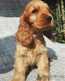 Photo №3. English cocker spaniel puppies. Bulgaria