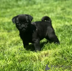 Additional photos: Pug puppies