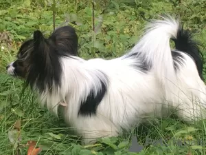 Additional photos: Papillon puppies