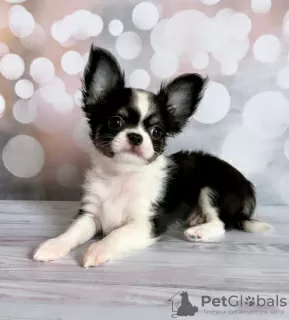 Photo №2 to announcement № 104805 for the sale of chihuahua - buy in Germany private announcement, breeder