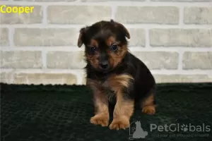 Photo №4. I will sell non-pedigree dogs in the city of Вентура. private announcement - price - negotiated