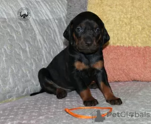 Photo №1. polish hunting dog - for sale in the city of Mińsk Mazowiecki | 520$ | Announcement № 19810