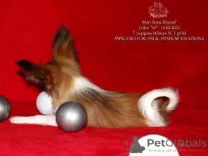 Photo №2 to announcement № 39353 for the sale of papillon dog - buy in Russian Federation from nursery