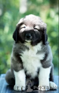 Photo №2 to announcement № 124055 for the sale of caucasian shepherd dog - buy in Bosnia and Herzegovina breeder