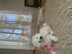 Photo №3. Purebred samoyeds, white weeds. Ukraine