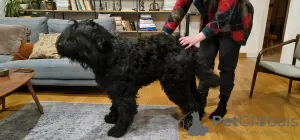 Additional photos: Black Russian Terrier puppies - FCI