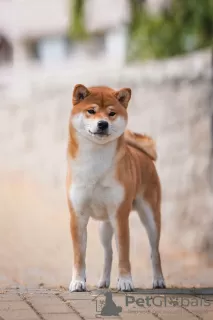 Additional photos: Shiba Inu puppies from BCU/FCI kennel