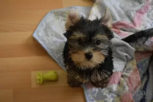 Photo №2 to announcement № 37622 for the sale of yorkshire terrier - buy in Turkey breeder