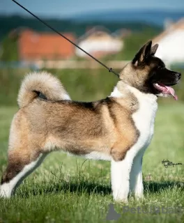 Additional photos: American Akita