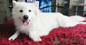 Photo №2 to announcement № 50328 for the sale of samoyed dog - buy in Czech Republic private announcement