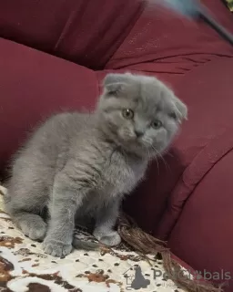 Photo №3. Stunning Pedigree GCCF Scottish Fold kittens. Czech Republic