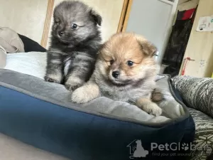 Photo №4. I will sell pomeranian in the city of Novi Beograd. breeder - price - 634$