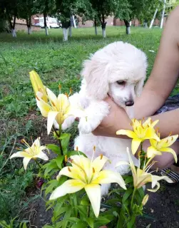 Photo №1. chinese crested dog - for sale in the city of Belgorod | 236$ | Announcement № 2543