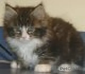 Photo №1. maine coon - for sale in the city of Гриндельвальд | Is free | Announcement № 129224