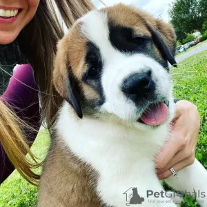 Photo №1. st. bernard - for sale in the city of Gotland | Is free | Announcement № 119448