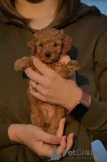 Additional photos: Mini Poodle, apricot color