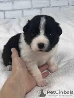 Additional photos: Border collie puppies, the smartest dog in the world