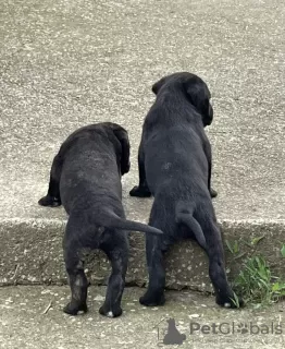 Additional photos: Cane Corso puppies