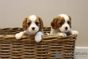 Photo №2 to announcement № 110704 for the sale of cavalier king charles spaniel - buy in United States private announcement