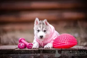 Photo №2 to announcement № 13451 for the sale of siberian husky - buy in Russian Federation private announcement