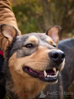 Photo №3. Adorable dog Axel is looking for a home!. Russian Federation