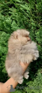 Additional photos: Pomeranian purebred BOO puppies