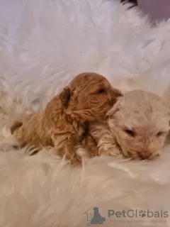 Additional photos: Maltipoo puppies