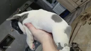 Additional photos: French bulldog puppies