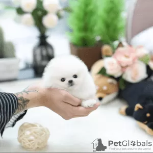 Photo №1. pomeranian - for sale in the city of Doha | negotiated | Announcement № 81880