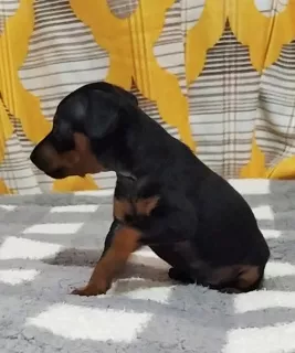 Additional photos: Puppies miniature pincher, real mini dobermans