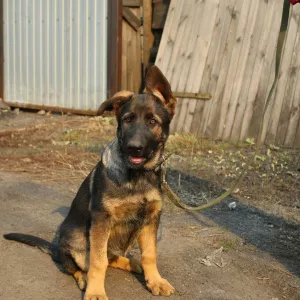 Photo №1. german shepherd - for sale in the city of Ленинск-Кузнецкий | negotiated | Announcement № 6176