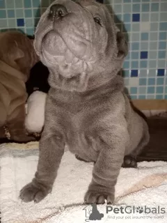 Photo №3. Shar Pei puppies. Russian Federation