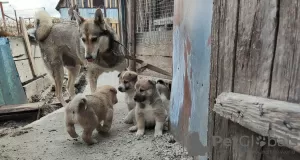 Photo №1. west siberian laika - for sale in the city of Шипуново | 0$ | Announcement № 19275