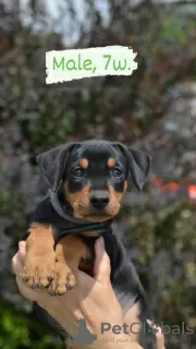 Additional photos: german pinscher