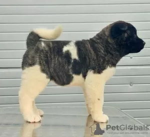 Photo №1. american akita - for sale in the city of Kraljevo | negotiated | Announcement № 55687