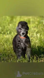 Photo №3. Bedlington Terrier. Russian Federation