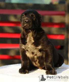 Additional photos: Central Asian Shepherd Dog puppies