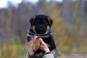 Additional photos: German shepherd puppies