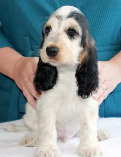 Photo №3. English Cocker Spaniel puppy. Russian Federation