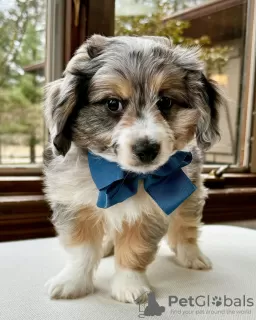 Photo №1. australian shepherd - for sale in the city of Leicester | negotiated | Announcement № 113388