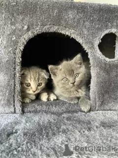 Photo №3. BKH/Scottish Fold. Germany