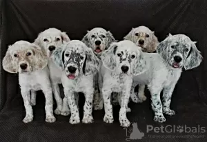 Photo №1. english setter - for sale in the city of Yekaterinburg | negotiated | Announcement № 51980