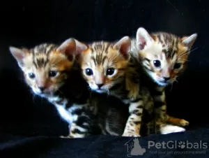 Additional photos: Bengal kittens Bengal, Abyssinian cattery sunnybunny.by