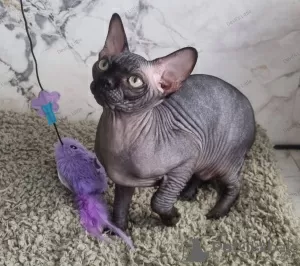 Photo №3. Sphynx Show Quality and for Breeding Black Kitten. United Kingdom