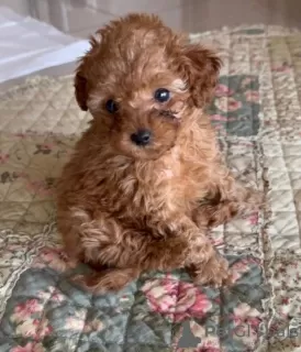 Photo №1. poodle (toy) - for sale in the city of Амстердам | Is free | Announcement № 75186