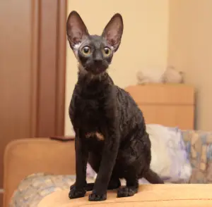 Additional photos: Beautiful Cornish Rex kittens