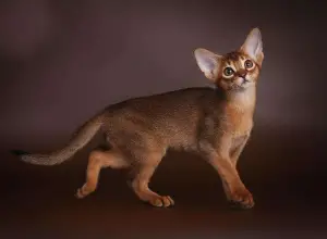 Photo №2 to announcement № 856 for the sale of abyssinian cat - buy in Latvia private announcement, from nursery, breeder